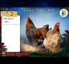 2 X HOENDER ROOSTER & HEN Wilmeg (Per animal to take the lot)