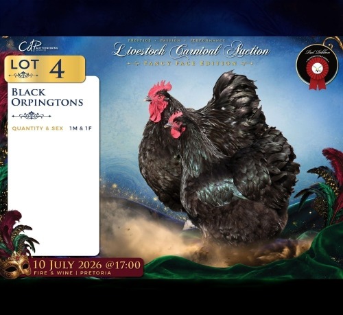 2 X SWART ORPINGTONS ROOSTER & HEN Red Ribbon (Per animal to take the lot)
