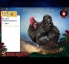 2 X SWART ORPINGTONS ROOSTER & HEN Red Ribbon (Per animal to take the lot)