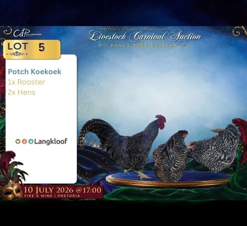 3 X POTCH KOEKOEK ROOSTER & HEN Langkloof Game Farm (Per animal to take the lot)