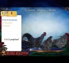 3 X POTCH KOEKOEK ROOSTER & HEN Langkloof Game Farm (Per animal to take the lot)