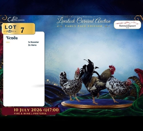 3 X HERERO ROOSTER & HEN Rietmondspoort (Per animal to take the lot)