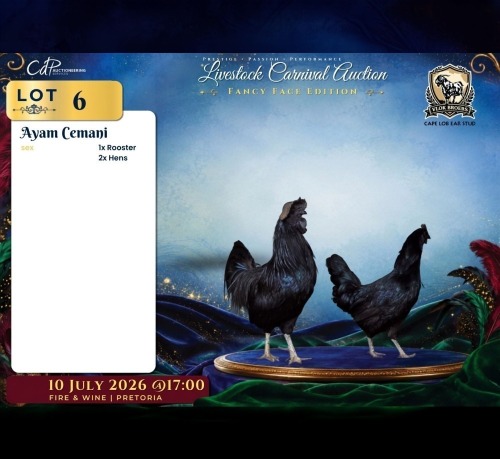 3 X AYAM CEMANI ROOSTER & HEN Vlok Broers (Per animal to take the lot)