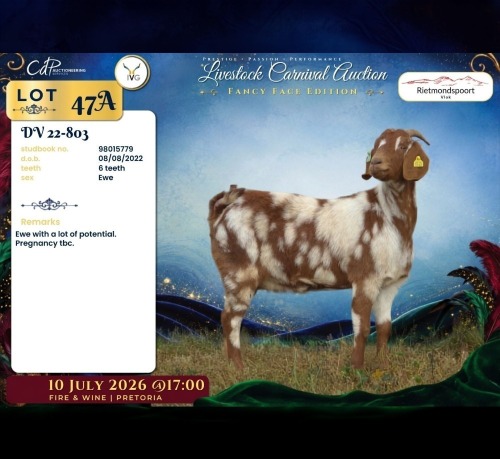 1 X CAPE LOB EAR DOE Rietmondspoort