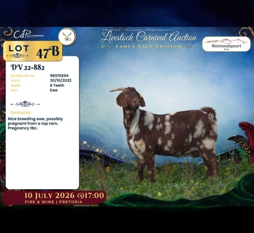 1 X CAPE LOB EAR PREGNANT DOE Rietmondspoort