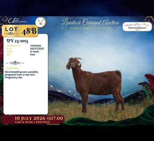 1 X CAPE LOB EAR PREGNANT DOE Rietmondspoort