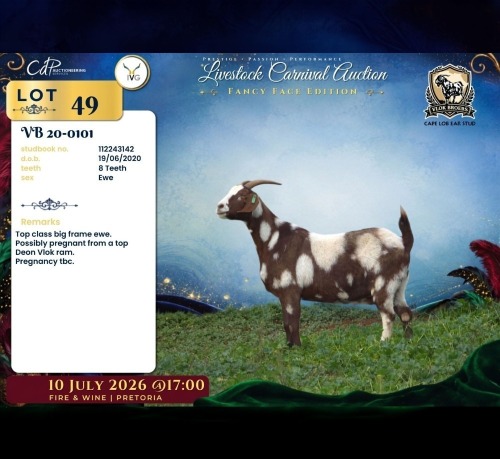 1 X CAPE LOB EAR PREGNANT DOE Vlok Broers