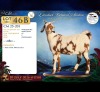 1 X CAPE LOB EAR PREGNANT DOE Hartsvlei Boerdery