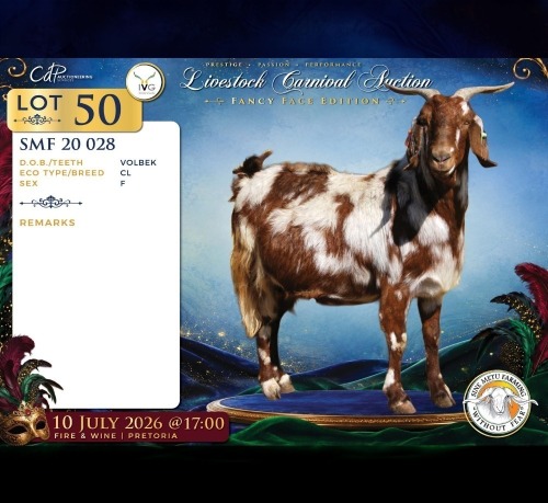1 X CAPE LOB EAR PREGNANT DOE Sine Metu Farming