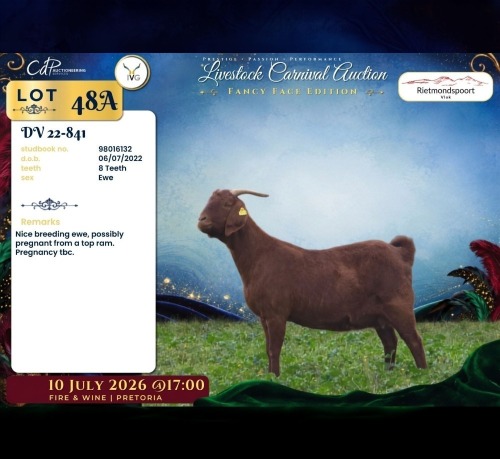 1 X CAPE LOB EAR PREGNANT DOE Rietmondspoort