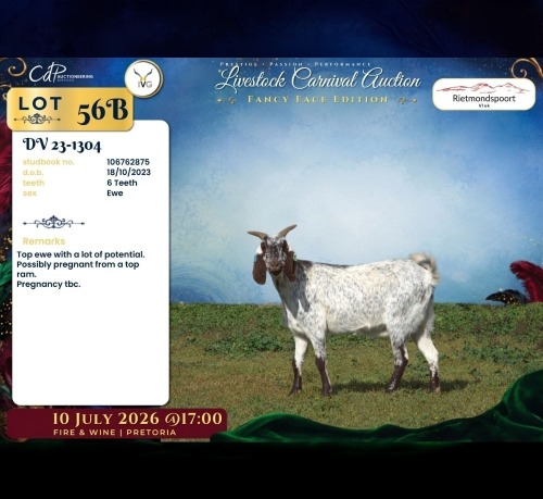1 X CAPE SKILDER PREGNANT DOE Rietmondspoort