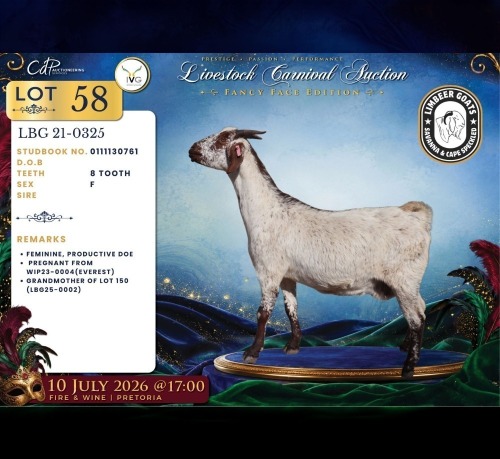1 X CAPE SKILDER PREGNANT DOE Limbeer Goats