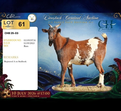 WITHDRAWN - 1 X MBUZIS BUCK CH Boerdery