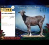1 X MBUZIS DOE CH Boerdery
