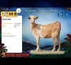 1 X MBUZIS PREGNANT DOE CH Boerdery
