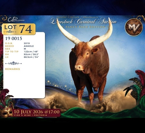1 X ANKOLE MALE Maize Valley