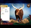 1 X ANKOLE MALE Maize Valley