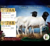 1 X PERSIE PREGNANT EWE Wilmeg