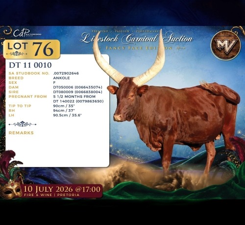 1 X ANKOLE PREGNANT FEMALE Maize Valley