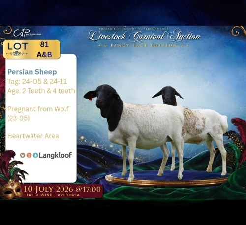 WITHDRAWN - 1 X PERSIE PREGNANT EWE Langkloof Game Farm