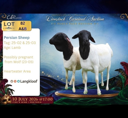 1 X PERSIE EWE Langkloof Game Farm