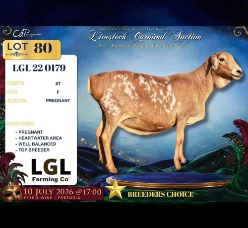 1 X PERSIE PREGNANT EWE LGL Farming Co