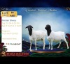 1 X PERSIE PREGNANT EWE Langkloof Game Farm