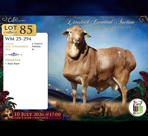 1 X PERSIE RAM Wilmeg