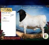 1 X PERSIE RAM Wilmeg