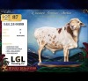 1 X PERSIE RAM LGL Farming Co