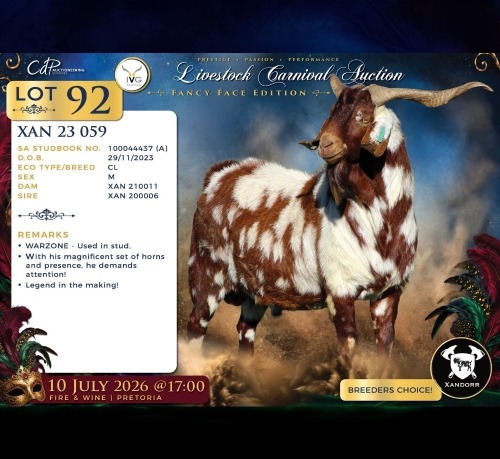 1 X CAPE LOB EAR BUCK Xandorr