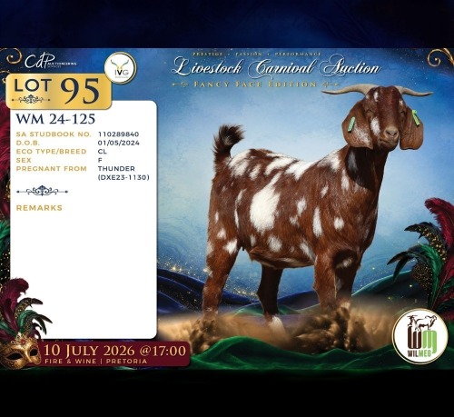 1 X CAPE LOB EAR PREGNANT DOE Wilmeg