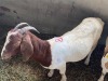 LOT 8 2X OOI/EWE BOERBOK Rhenosterhoek, Kobus van der Walt - 082926 0929 (Per stuk om lot te neem/Per Piece to take the lot)