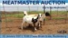 LOT 56 3X MEATMASTER OOI/EWE DAY TO DAY MEATMASTERS - 2