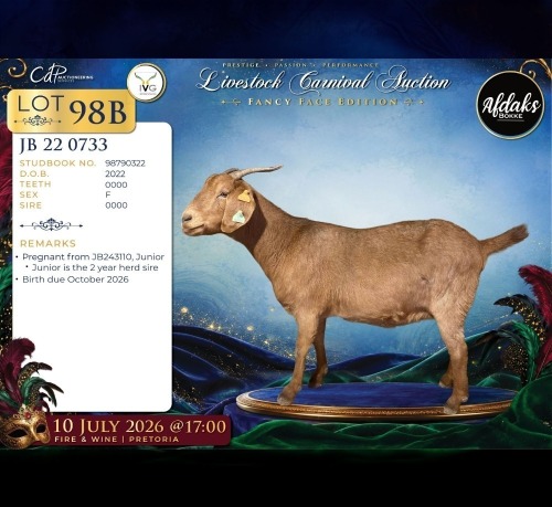 WITHDRAWN - 1 X CAPE LOB EAR PREGNANT DOE Afdaks Bokke