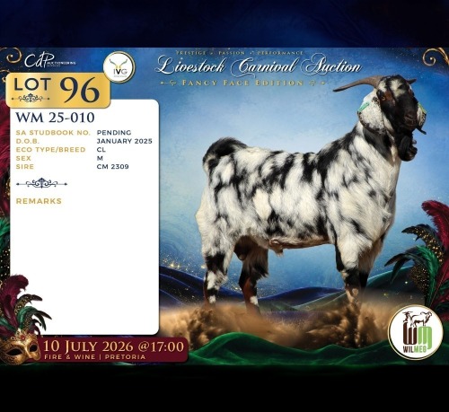 1 X CAPE LOB EAR BUCK Wilmeg