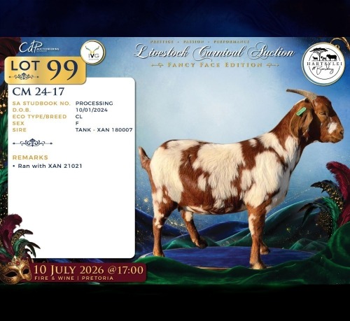 1 X CAPE LOB EAR PREGNANT DOE Hartsvlei Boerdery
