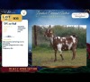 1 X CAPE LOB EAR DOE Rietmondspoort