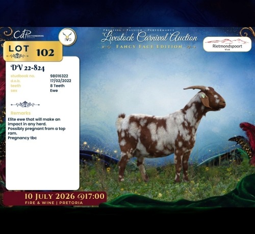 1 X CAPE LOB EAR PREGNANT DOE Rietmondspoort