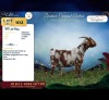 1 X CAPE LOB EAR PREGNANT DOE Rietmondspoort