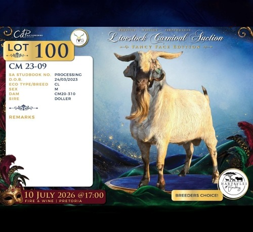 1 X CAPE LOB EAR BUCK Hartsvlei Boerdery