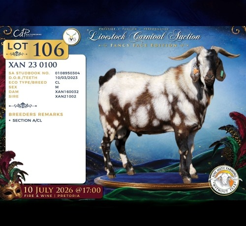 WITHDRAWN - 1 X CAPE LOB EAR BUCK Sine Metu Farming
