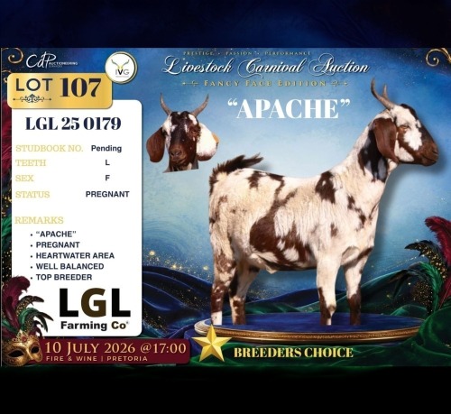1 X CAPE LOB EAR DOE LGL Farming Co