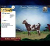 1 X CAPE LOB EAR PREGNANT DOE Vlok Broers