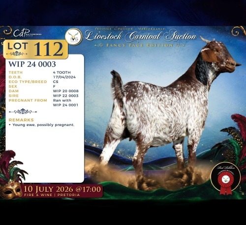 1 X CAPE SKILDER PREGNANT DOE Red Ribbon