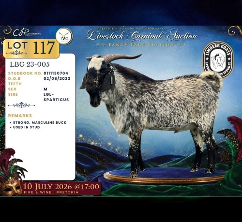 1 X CAPE SKILDER BUCK Limbeer Goats