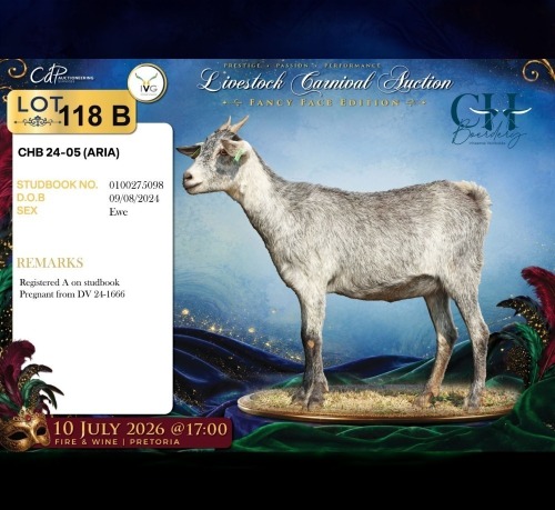 1 X MBUZIS PREGNANT DOE CH Boerdery