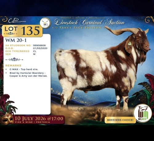 1 X CAPE LOB EAR BUCK Wilmeg