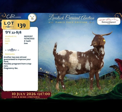 1 X CAPE LOB EAR PREGNANT DOE Rietmondspoort