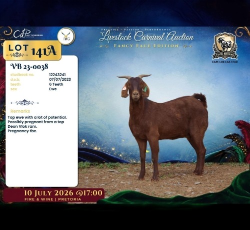 1 X CAPE LOB EAR PREGNANT DOE Vlok Broers